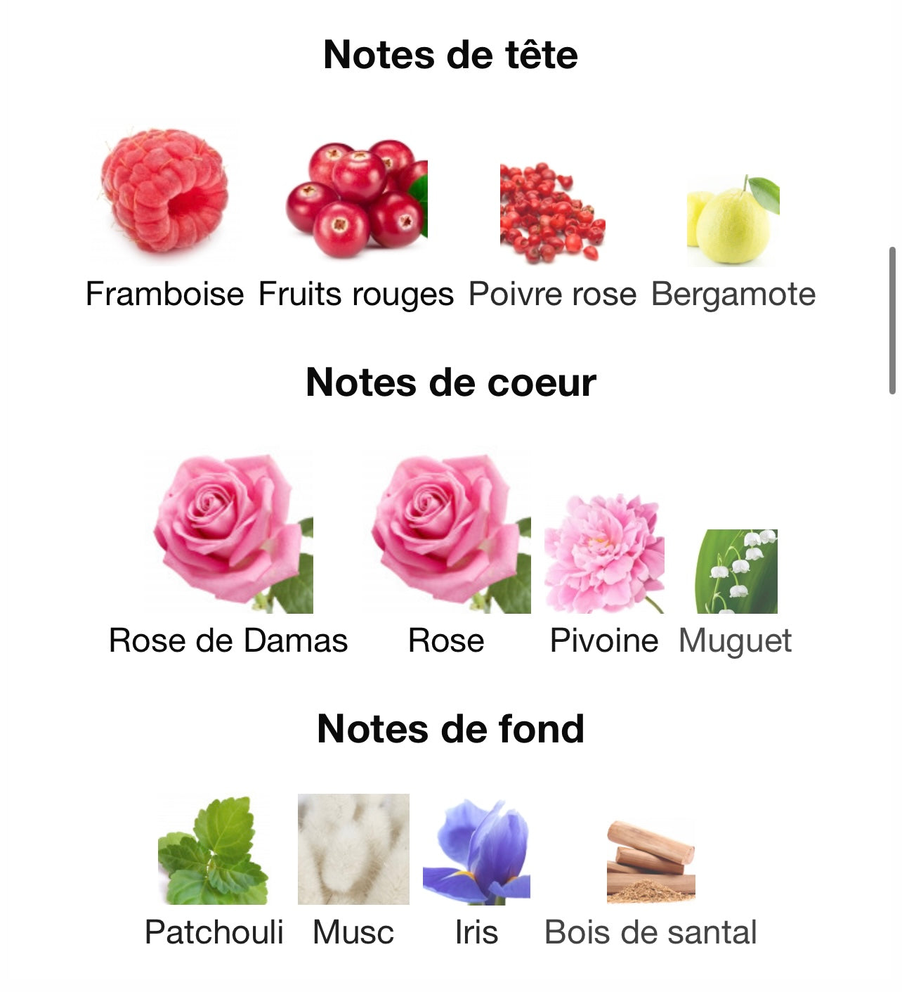 La vida es bella - Rose - Fragrance world