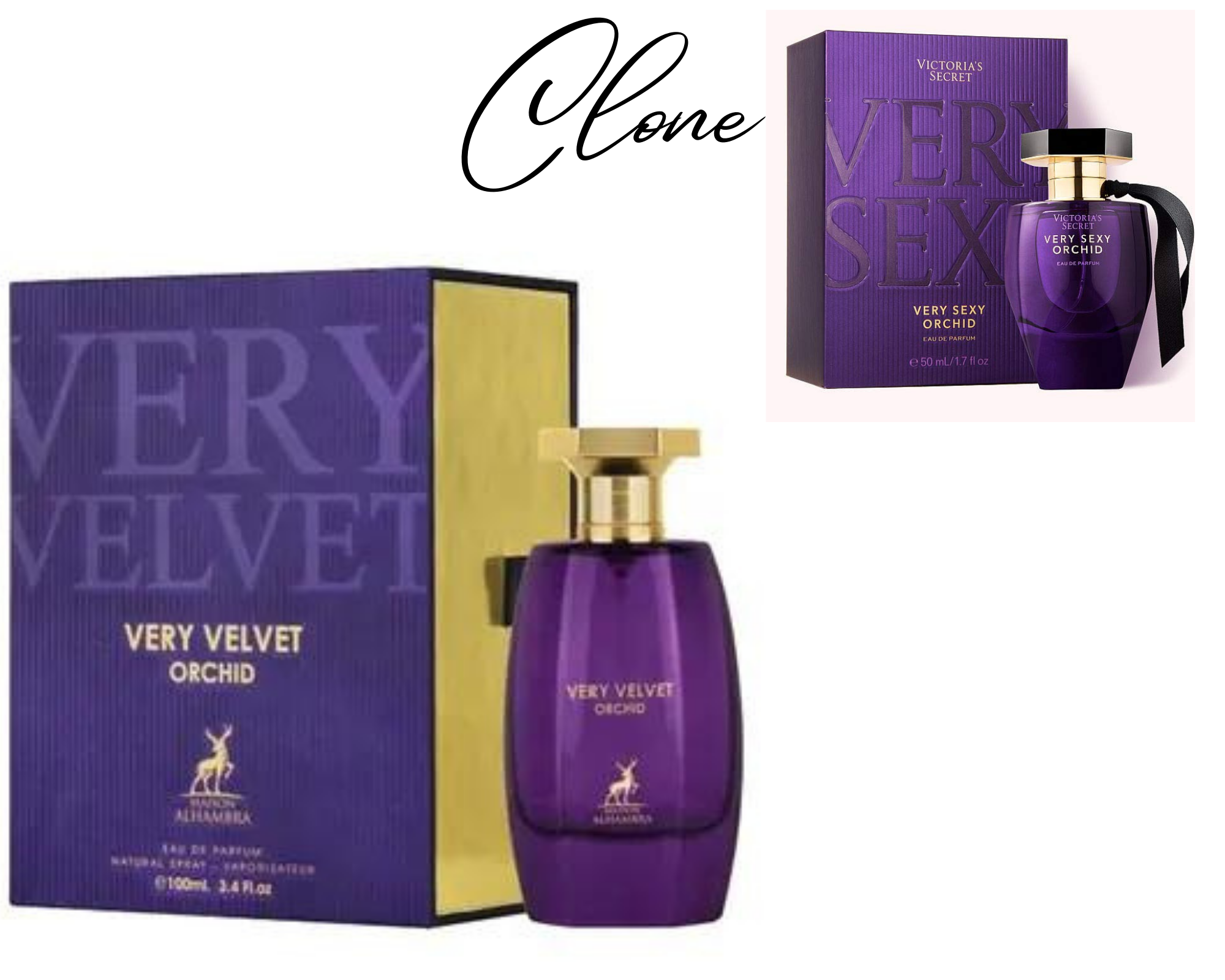 Very velvet orchid - Maison alhambra
